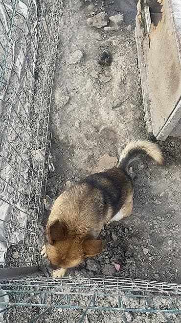 Аквариумы: Собака даром: 1 год, Самец — 1