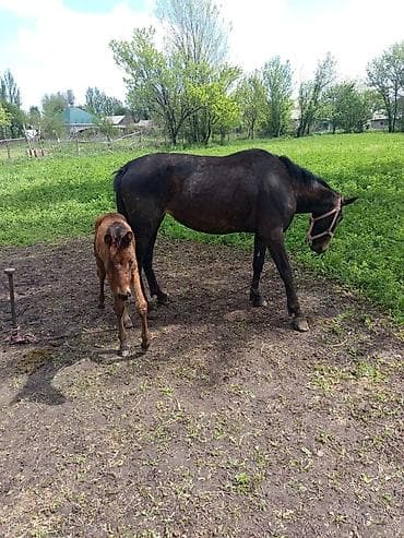прокат лошади: Продаю | Кобыла (самка) | Для разведения — 3