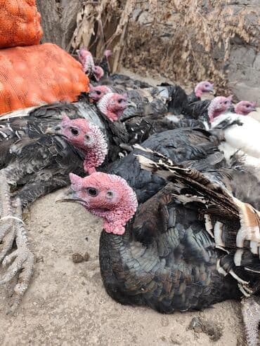 домик для кролика: Продаю | Индюк (самец) | Для разведения — 4