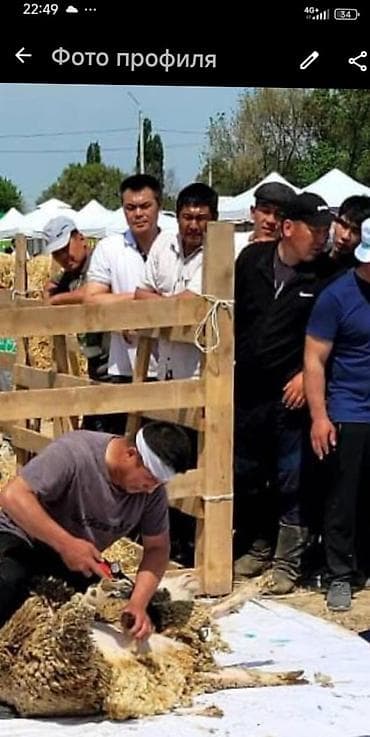 Үй жаныбарлары: Профессиональная стрижка овец на выезде - Стрижка электрическими — 1