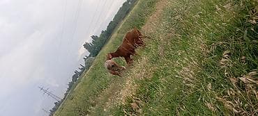 Животные: Продаю | Овца (самка) | Для разведения | Котные, Матка — 4