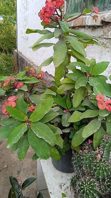 Денежное дерево