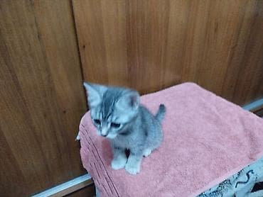 Скотиш Страйт (Шотландская прямоухая), 2 месяца, Девочка, Серый, Приучена к лотку — 3