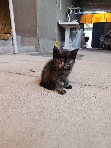 scottish fold: Кошка даром: Беспородная, 2 месяца, Девочка, Приучена к лотку — 3