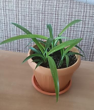 бамбук комнатный: Комнатное растение в горшке Хлорофитум самое полезное и не прихотливое — 2