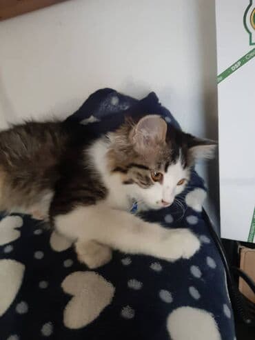 отдам кошечку в добрые руки: 2 месяца, Девочка — 3