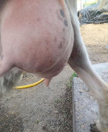 коозу кой: Продаю | Козлёнок | Для разведения — 9