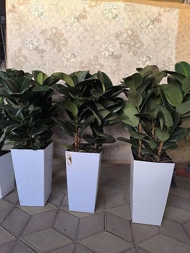 рыба жывая: Фикус эластика (Rubber Plant) в высоком декоративном кашпо. - — 1