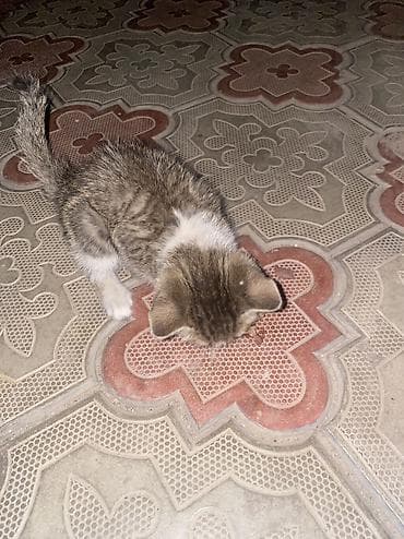 Кошка даром: Беспородная, 1 месяц, Мальчик