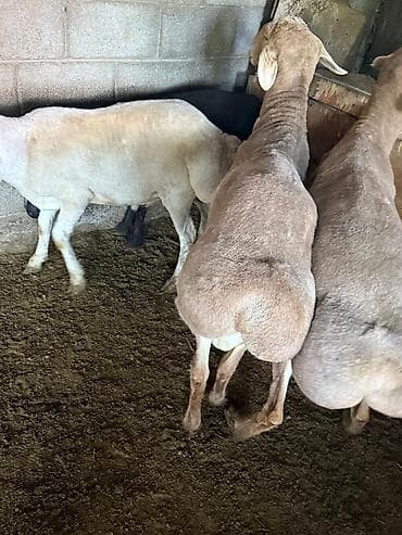 бычок бычки: Продаю | Овца (самка) | Арашан | Для разведения | Матка — 5