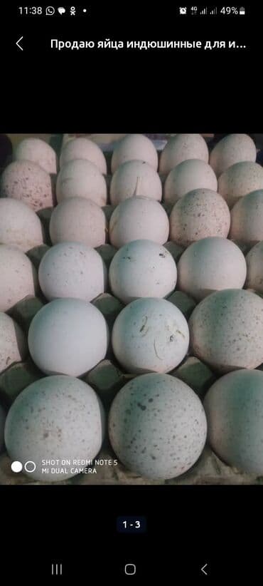 Зоотовары: Птицы — 1