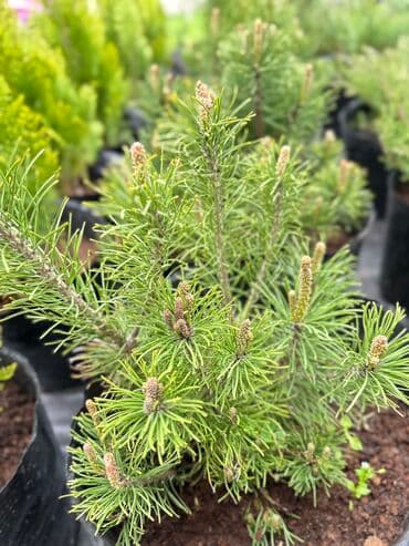 автоматический секатор для обрезки деревьев: Туя Смарагд размеры разные 30 см -600 сом 50 см - 1200 сом 100 см — 3