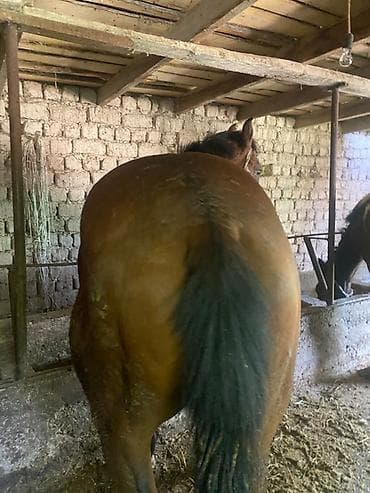 мышык бишкек: Сатам | Тай — 3