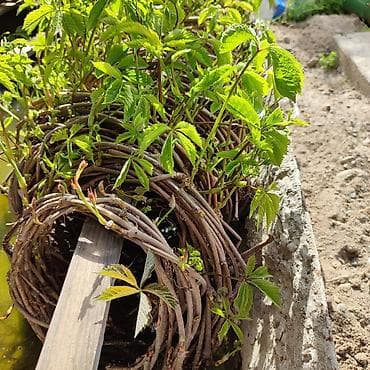 корейский виноград купить: Дикий или девичий виноград. Быстрорастущая лиана. Лиана скручена — 3