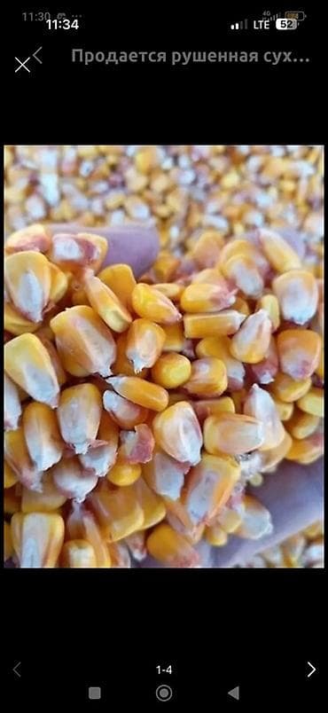 соя жмых: Кукуруза (зерно) рушенная, сухая.
 50 тонн — 2
