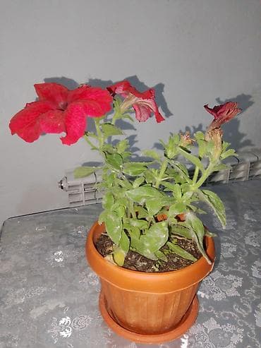 Гул сатам.150 сом
