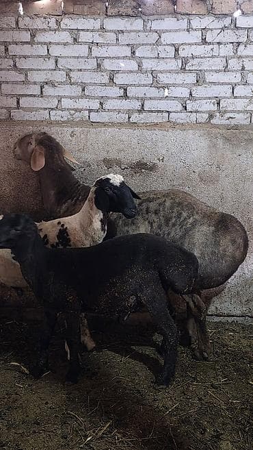 романовский овцы: Продаю | Баран (самец) | Гиссарская, Полукровка, Арашан | Для разведения | Племенные, Осеменитель — 6