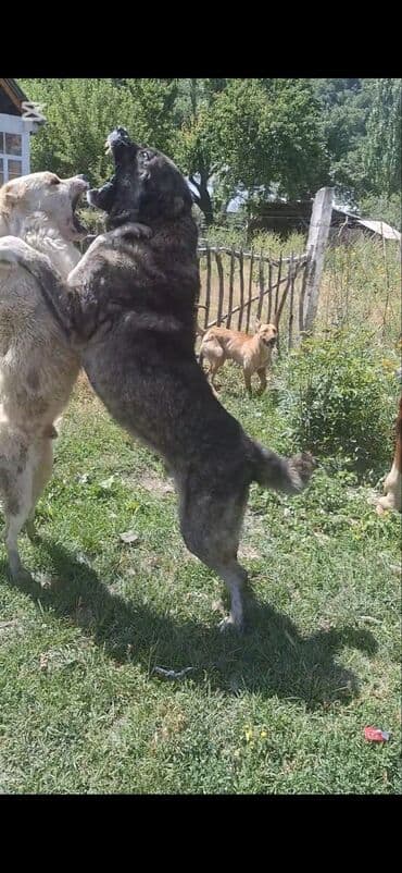 купить собаку доберман: Пастушья/стороживая собака крупного формата (кыргыз добот/старотипная — 14