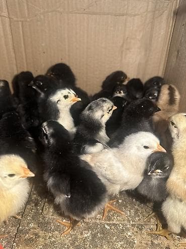 бойцовые птицы: Продаю | Цыплята — 3