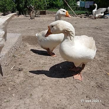 машинки для стрижки животных: Гусята породы Мамуты. Крупные и чисто белым опереньем. Очень статные и — 5