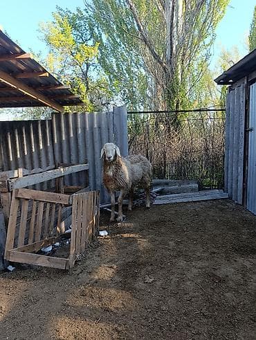 Продаю | Баран (самец) | Арашан | Для разведения | Матка