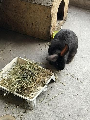 Айыл-чарба жаныбарлары: Сатам | Коендун бөжөктөрү | Көбөйтүү үчүн — 5