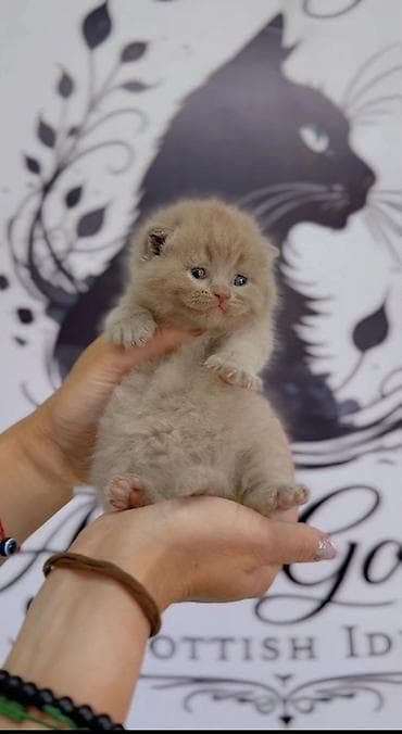 Кошки: Скотиш Фолд (Шотландская вислоухая), 1 месяц, Мальчик, Лиловый, Приучена к лотку — 5
