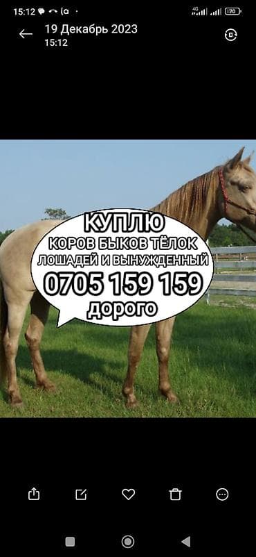 Колбасный цех, Частное лицо : Лошади, кони, Коровы, быки, | Круглосуточно, На откорм, Самовывоз