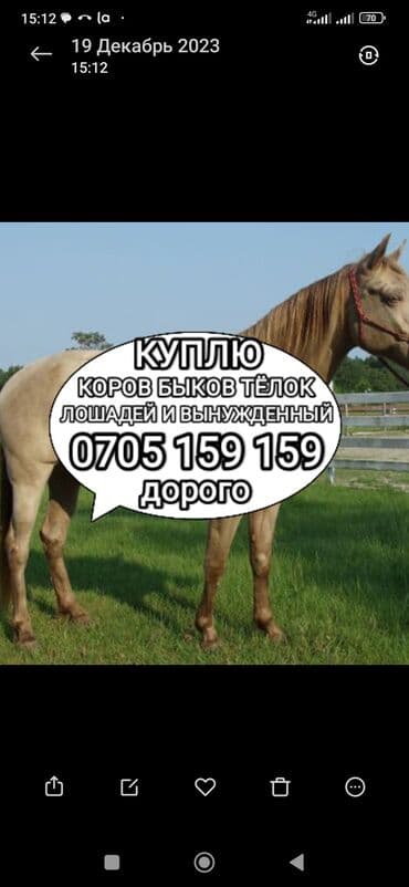 как купить кошку: Сатып алам | Уйлар, букалар, Жылкылар, аттар | Күнү-түнү, Бардык шартта, Союлган — 1