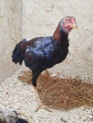 оборудование для кур: Продаю | Куры — 6