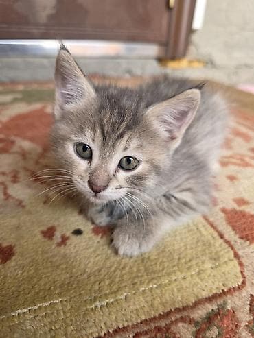котята сфинкс: Отдам в хорошие руки Котята, помёт домашний. Несколько малышей разной — 9