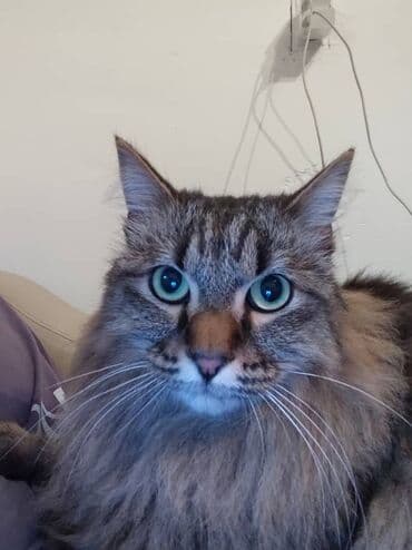 японская порода кошек: Жоголгон  — 2