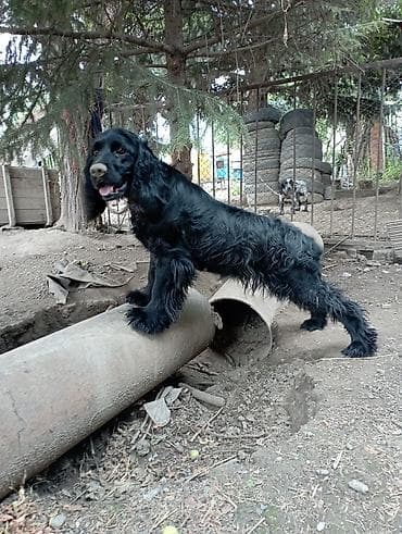 Үй жаныбарлары: Кокер-спаниель, окрас черный (монохром). - Пол: девочка - Тип шерсти — 1