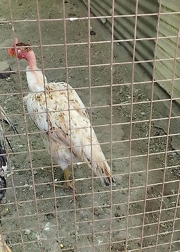 Сатам | Тооктор | Тебиштирүүчү | Көбөйтүү үчүн — 3