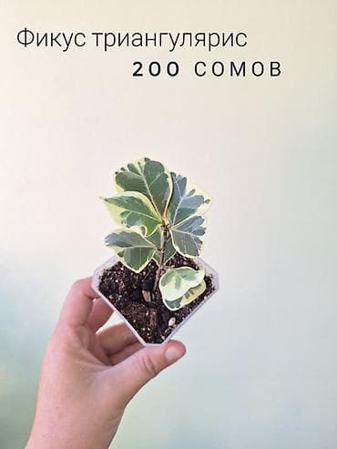 отдам даром комнатные цветы: 🌿 Комнатные растения/цветы (детки/молодые растения). 🪴 Названия и цены — 8