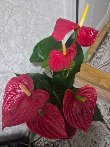долларовый цветок: Антуриум (Anthurium andreanum) в декоративном горшке - Сорт с — 11
