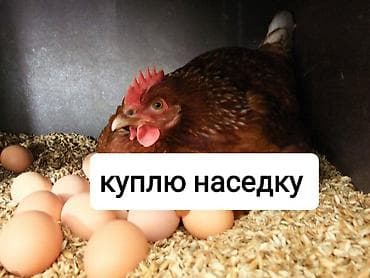 цетка для кур: Продаю | Куры | Домашняя | Для разведения, Несушки — 1