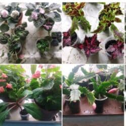 фикус али: Домашние комнатные растения — черенки и молодые кустики В — 3