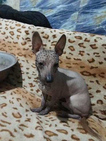дог собака: Ищу девочку такой же породы мексиканская или холатая — 1