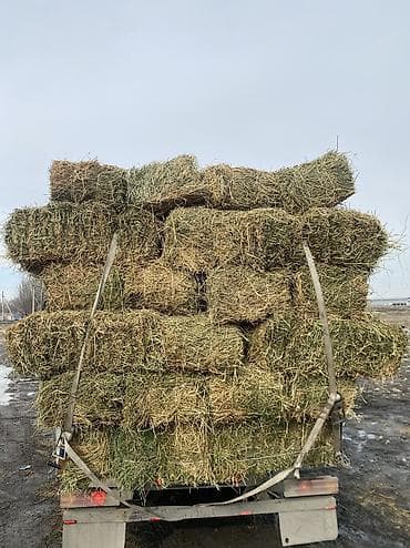 зелёный корм: Продаю тюки сено чоп сатылат доставка есть Сено в тюках — 4