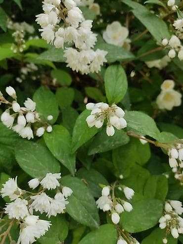 самшиты круглые: Кустарники: Дейция Гортензия, Пироката красные ягоды, Арунас — 4