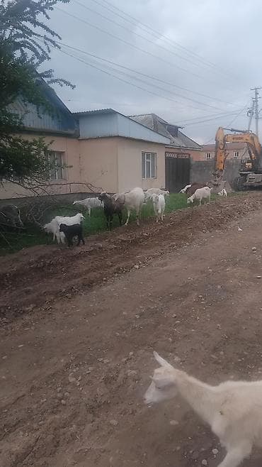 кролик бишкек: Сатам | Улак | Заанен | Көбөйтүү үчүн | Асыл тукумдуу — 1