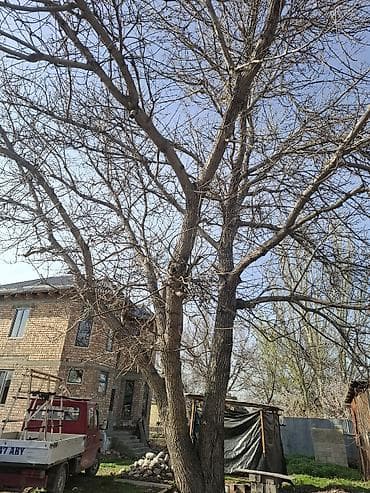 масаж бишкек: Жангак бакты кыйдыртам кимге керек болсо чалыныздар — 4