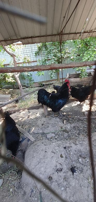 кошки мальчик: Продаю | Куры | Для разведения — 3