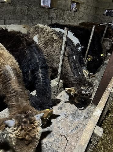 токмок кошка: Сатам | Бука (эркек) | Алатоолук | Көбөйтүү үчүн | Байланган — 9