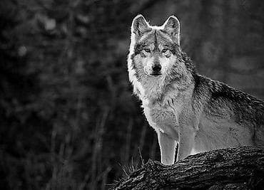 Ищу работу дворник