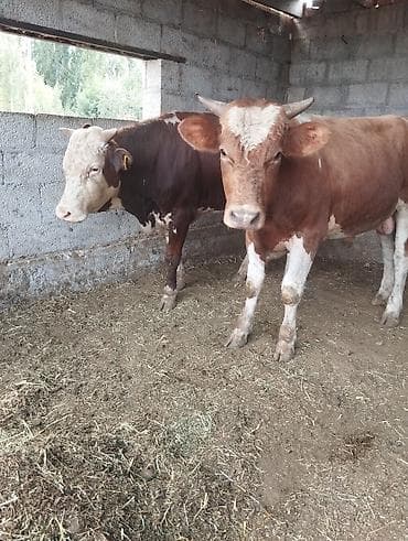 продам друга: Продаю | Бык (самец) | На откорм | Привязанные — 2