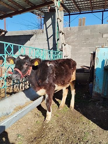 коровы голштин: Продаю | Музоо, торпок | Полукровка | На откорм — 2