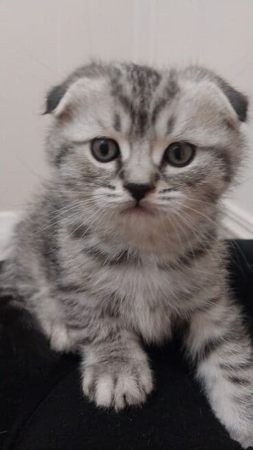 в добрые руки собаку: Шотландский вислоухий котёнок (Scottish Fold), окраса серебристый — 5
