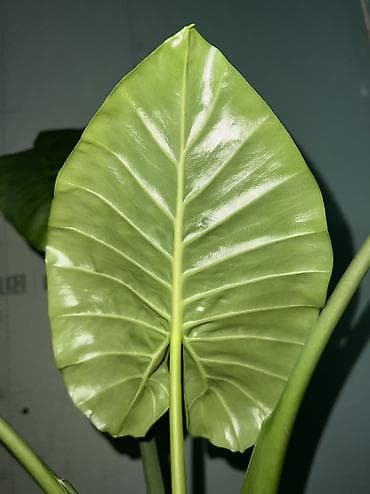алоказия купить: Алоказия (арма крупными “ушами слона”) — детки-клубеньки для — 4